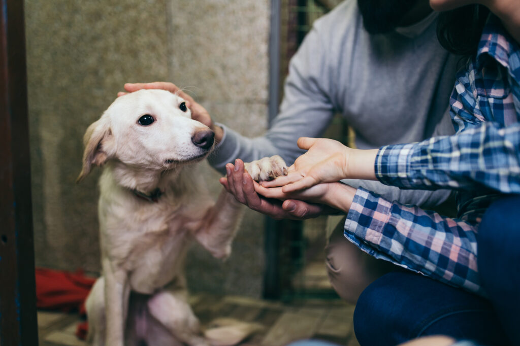 Dog shelter